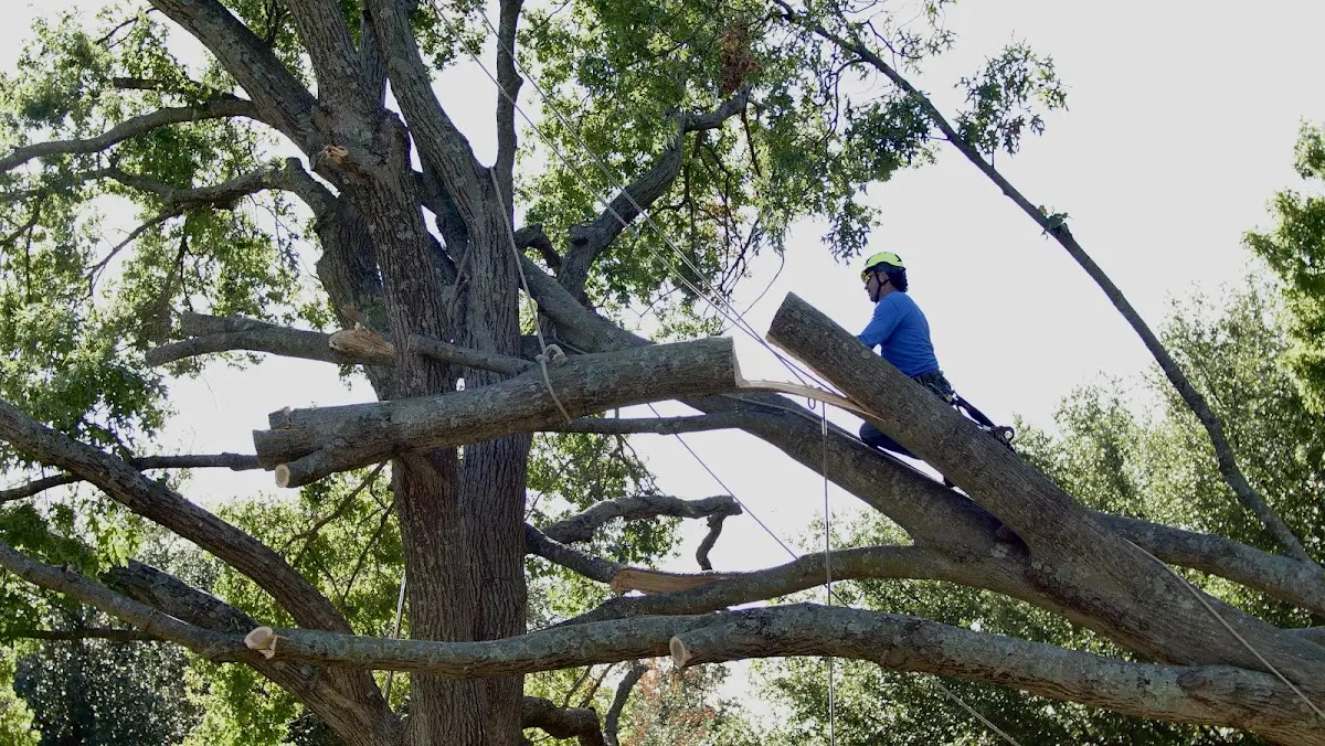 Professional Hazardous Tree Removal performed by certified arborists in Foster
