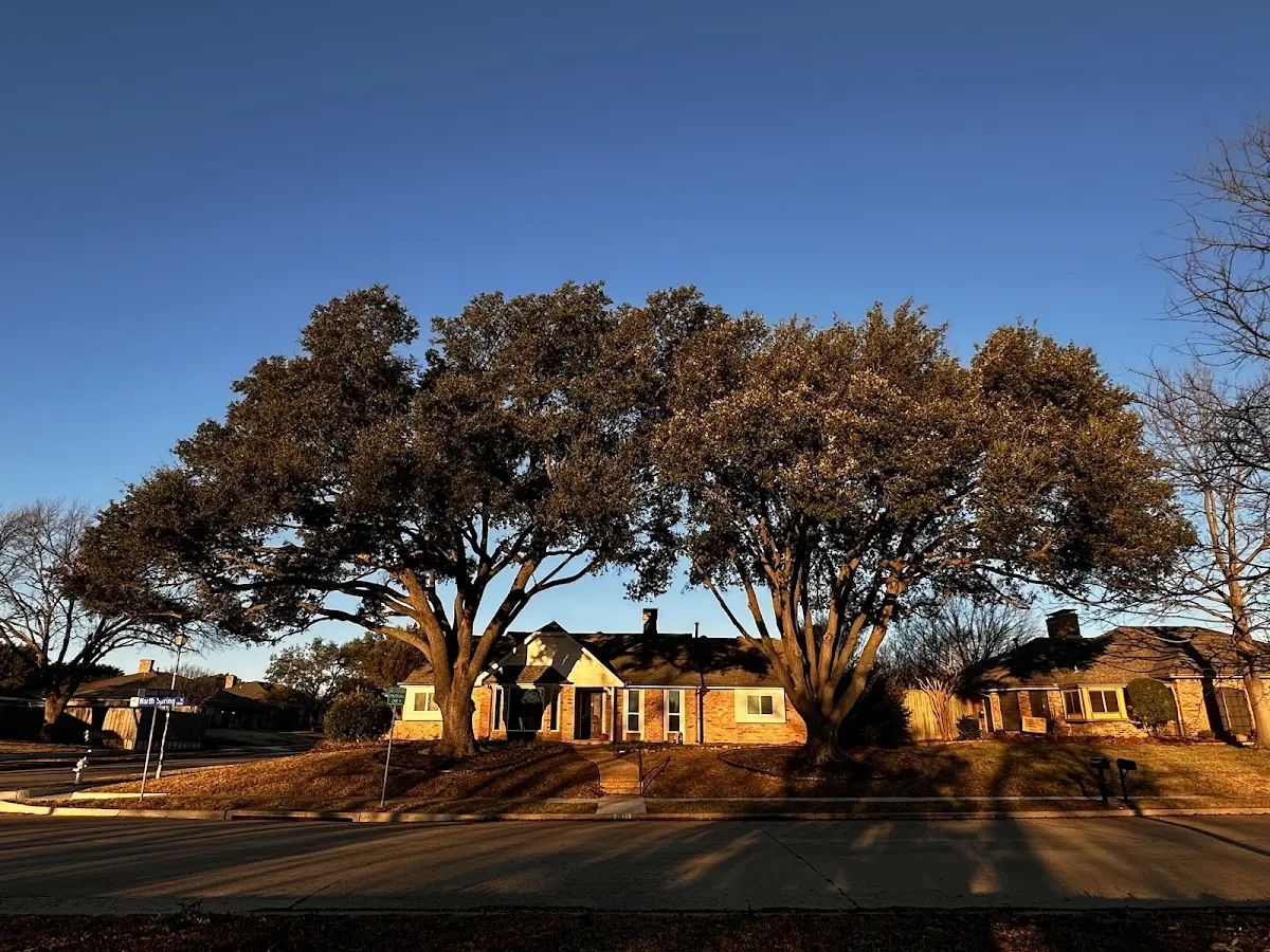 Established residential canopy tree shading a home in Foster